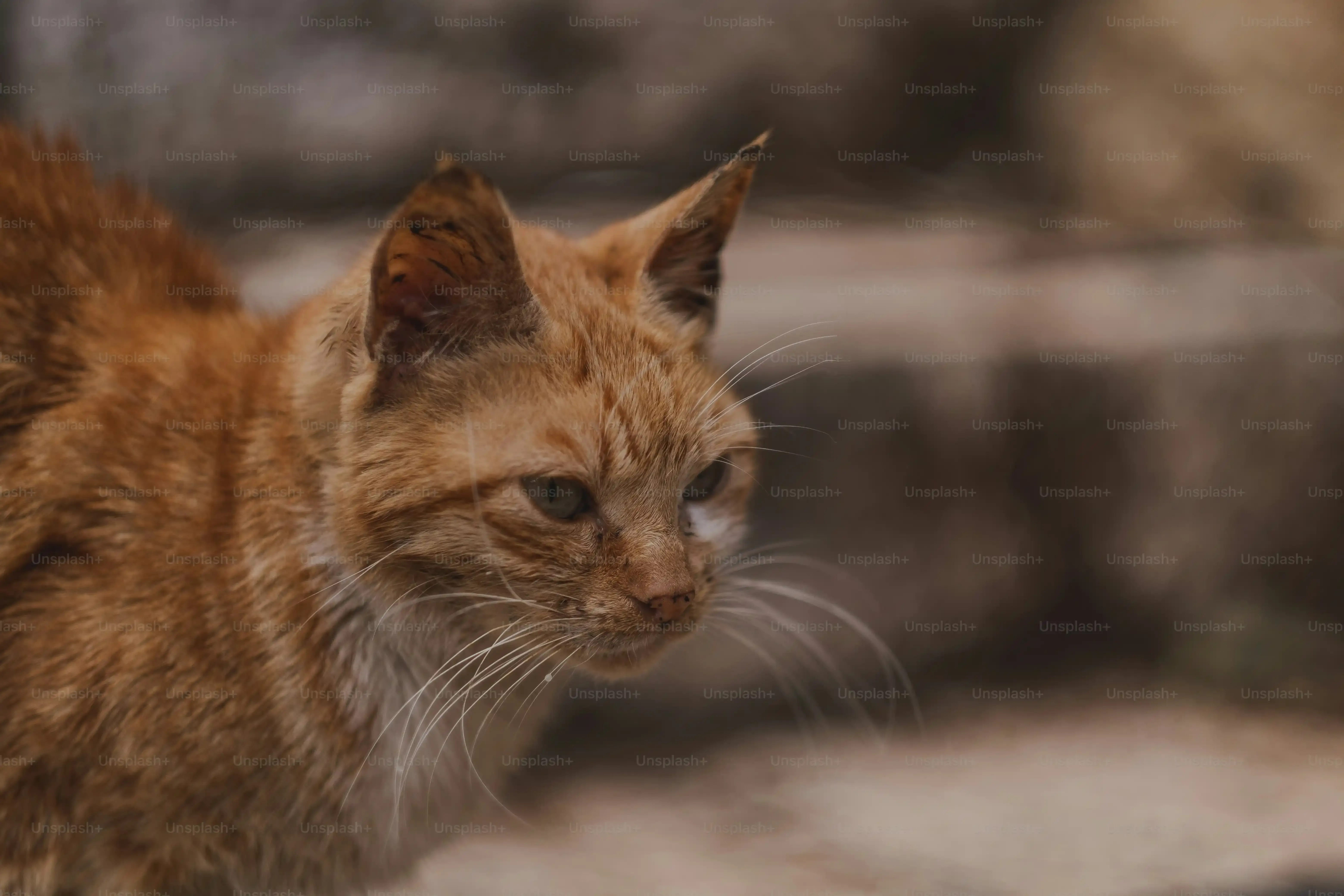 北九州市 猫 ブリーダー選びの鉄則：安全で信頼できる見分け方完全保存版